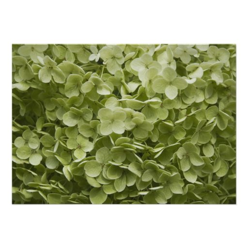 Annabelle Hydrangea Post Wedding Brunch Invitation