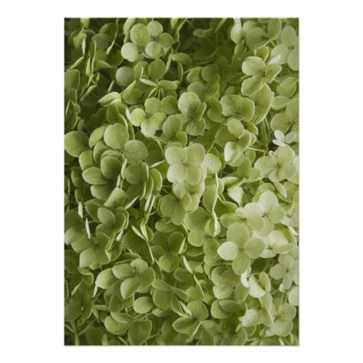 Annabelle Hydrangea Wedding Invitation