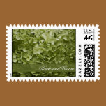 Annabelle Hydrangea Wedding Postage Stamps
