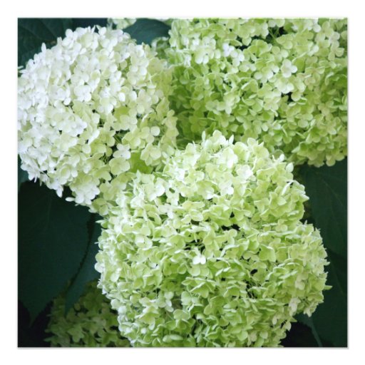 Annabelle Hydrangeas Bridal Shower Invitations