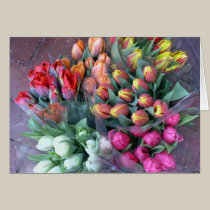 Annapolis Tulips cards