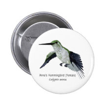 Annas' Female Hummingbird with Name Button