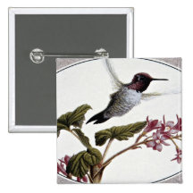Anna's hummingbird buttons
