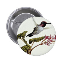 Anna's hummingbird  flowers buttons