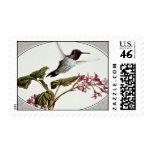 Anna's hummingbird  flowers postage