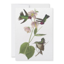 Anna's Hummingbird, James Audubon Invitations