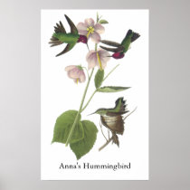 Anna's Hummingbird, James Audubon Poster