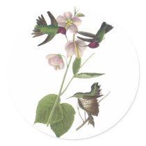 Anna's Hummingbird, James Audubon Round Stickers