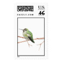 Anna's Hummingbird postage by birdartist Anna's Hummingbird postage