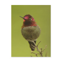 Anna's Hummingbird Postcard