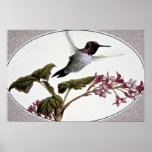 Anna's hummingbird poster