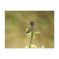 Anna's Hummingbird profile Postcard