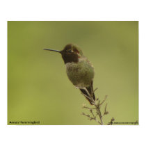 Anna's Hummingbird profile Poster posters
