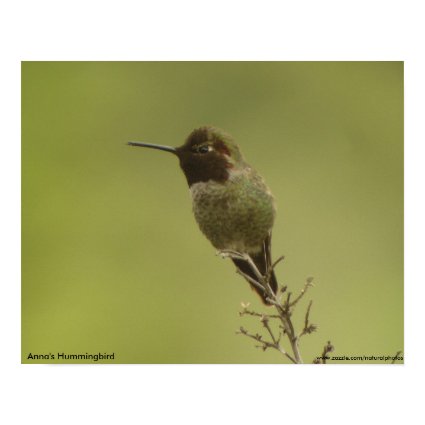 Anna's Hummingbird profile Poster print
