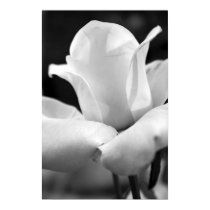 Anna's Rose posters by morpheus611 Anna's Rose posters