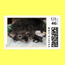 Annie Rooney stamps