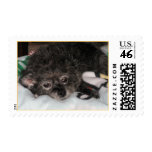 Annie Rooney postage
