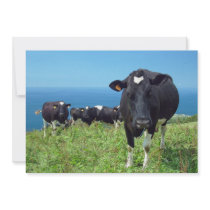 Annoyed cow custom invitations