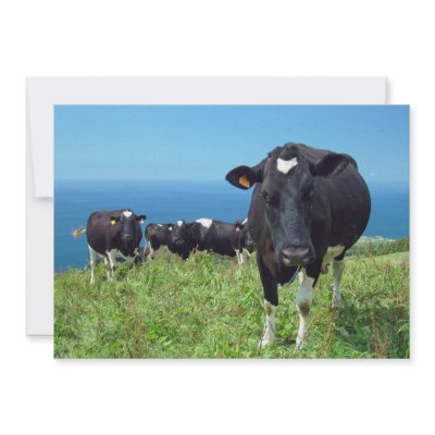 Annoyed cow custom invitations by gavila_pt