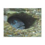 Annoyed Sentry Fish Post Cards