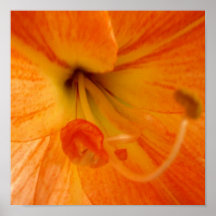 Annual Bloom Print