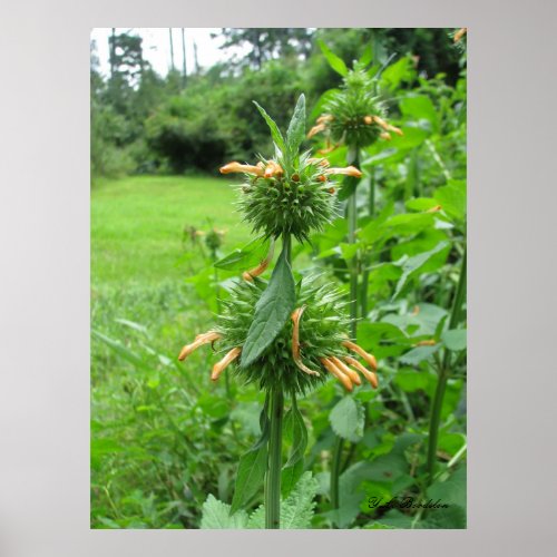 Annual Lion's Ear print