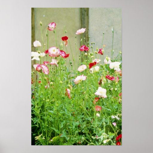 Annual Poppies flowers Print