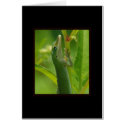 Anole98 cards