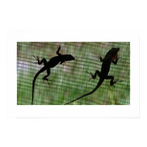 Anole Dual posters by hkfass Anole Dual posters