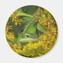 Anole in Goldenrod Magnet