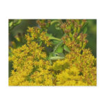 Anole in Goldenrod Postcard