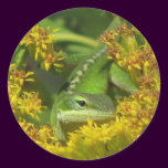 Anole in Goldenrod Sticker stickers