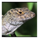 Anole Portrait posters