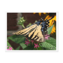 Another Butterfly Feeding Postcard postcards