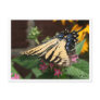 Another Butterfly Feeding Postcard