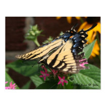 Another Butterfly Feeding Print posters