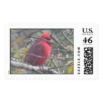 Another Cardinal postage