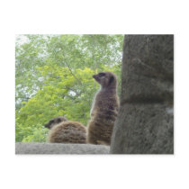 Another Meerkat Postcard