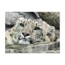 Another monday snow leopard postcard