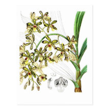 Ansellia africana post card