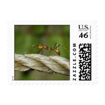 Ant Crossing Abaca Rope Postage Stamps