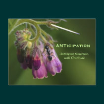 Ant & Flower Gratitude Motivational Postcards postcards