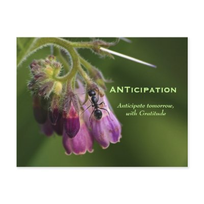 Ant & Flower Gratitude Motivational Postcards by HANDPRINTS
