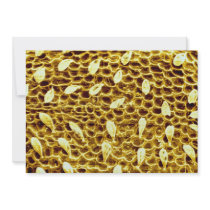 Ant - forehead personalized invitations