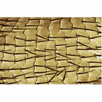 Ant - front leg photo cut outs