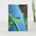 Ant on a Leaf Greeting Cards card