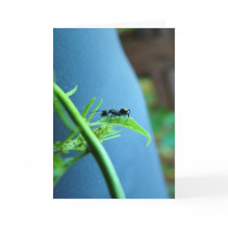 Ant on a Leaf Greeting Cards by patenaudephotography Ant on a Leaf Greeting Cards