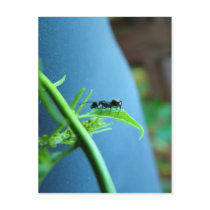 Ant on a Leaf Post Cards postcards by patenaudephotography Ant on a Leaf Post Cards postcards