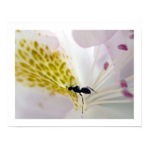 Ant on white #2 posters by Lduskis Ant on white #2 posters