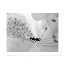 Ant on White posters